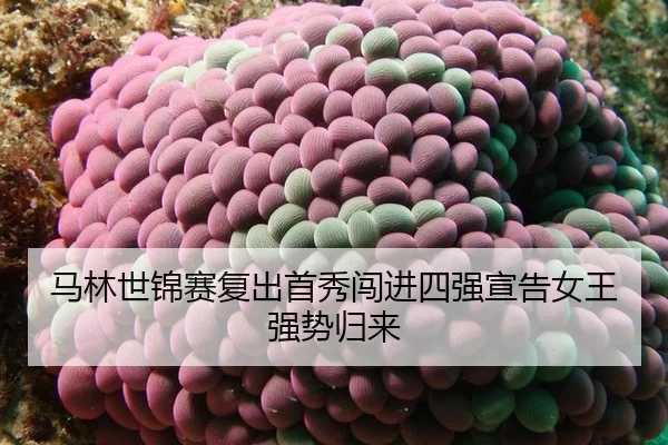 ma-lin-shi-jin-sai-fu-chu-shou-xiu-chuang-jin-si-qiang-xuan-gao-nv-wang-qiang-shi-gui-lai-2-214.jpg